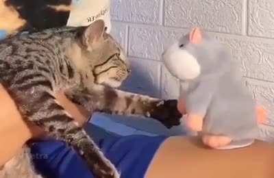 Cats who scream