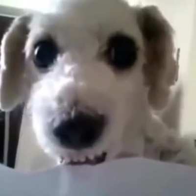 papelito kk