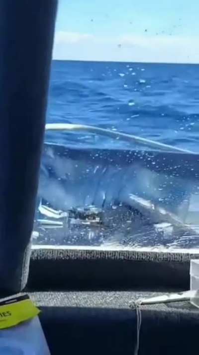 Shark on a boat.