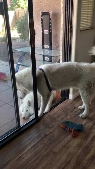 Hoooooman she&rsquo;s blocking the door&hellip;