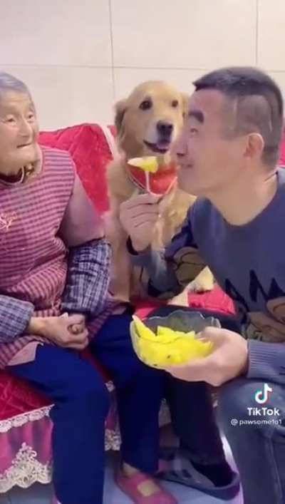 Good dog protesting for his master's rightful bite of pineapple
