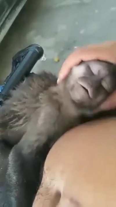 Shh o macaco est&aacute; a mimir n&atilde;o fa&ccedil;a barulho