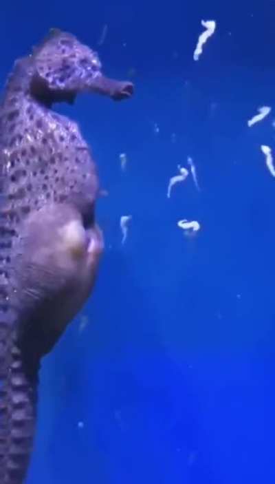 🔥 A seahorse giving birth