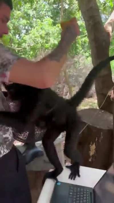 I was afraid but monkey...