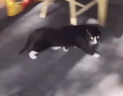 "Okay, I think I lost him- OH SHIT!"