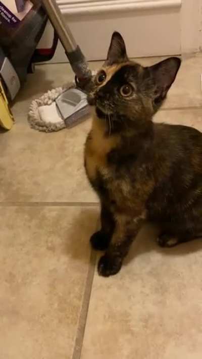 MOM THERES A FLYYYYY!!!!