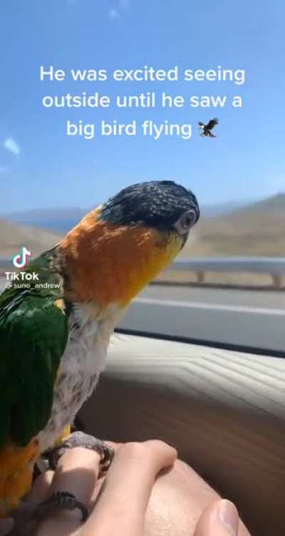 Frightened birdy