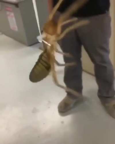 Cursed_bookworm