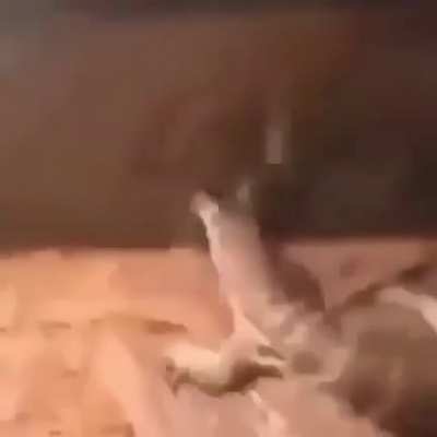 Y&rsquo;all like gay rats????
