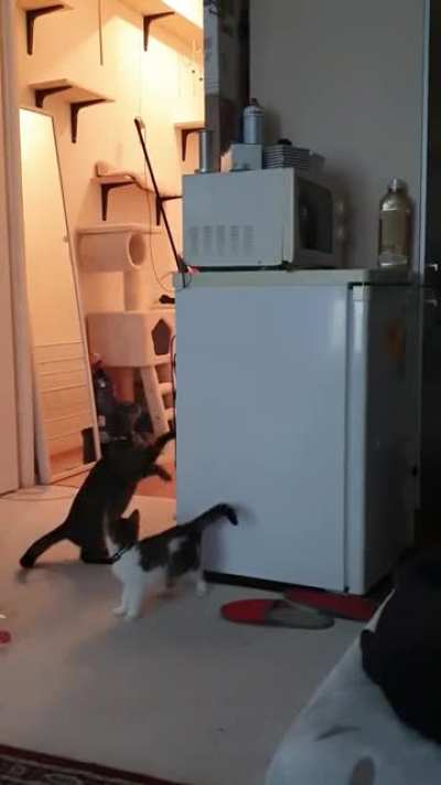 kitten toy retriever