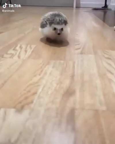 He do be waddling tho 🦔