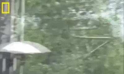 The chrysopelea, or flying snake, can glide as many as 100 meters through the air
