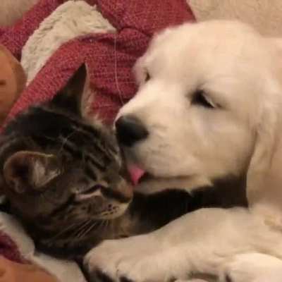 Все любят котиков