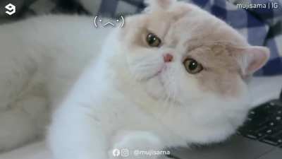When I try to work with my cat around