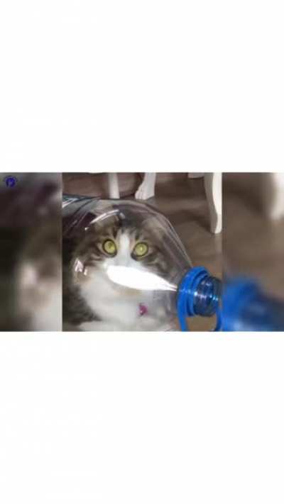 Cat in a Bottle