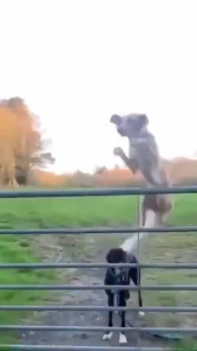 Can I get an owa owa?