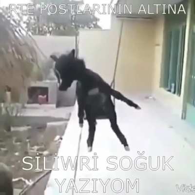 Ulan bu orospu cocukları y&uuml;z&uuml;nden ağzımızı a&ccedil;amıyoruz. Bunları bulup g&ouml;tten sikmek lazım