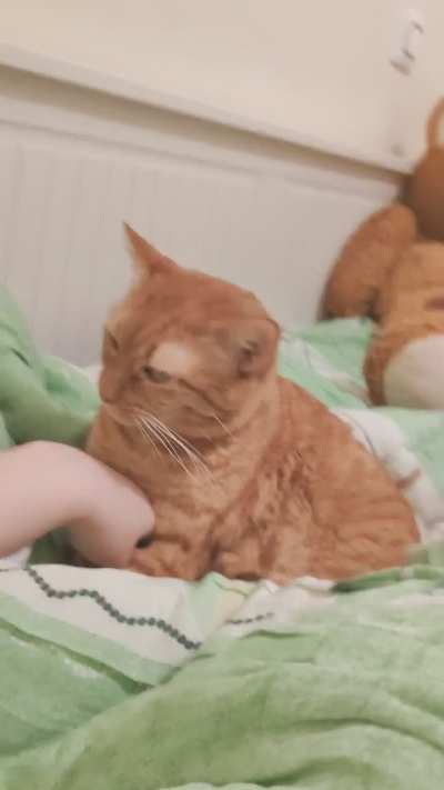 i tricked Jodie into grooming me and she was not happy about it