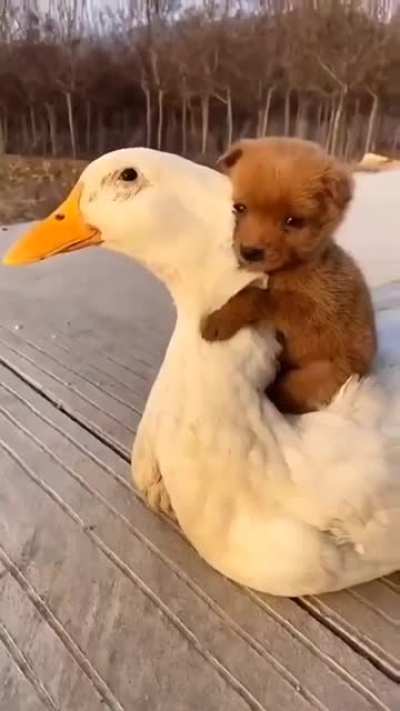 Come Aboard