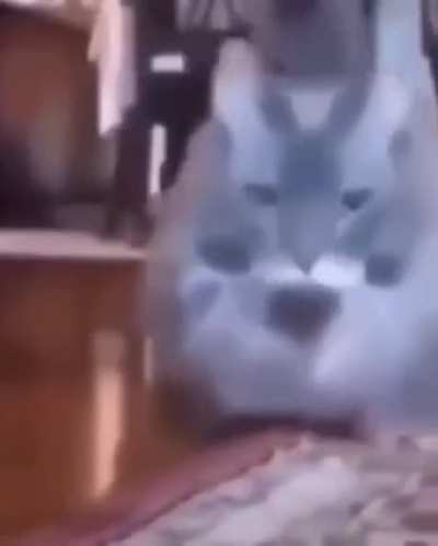 Cat. 👍