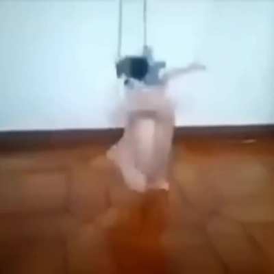 Pollito bailando :3