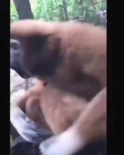 Monkey :)