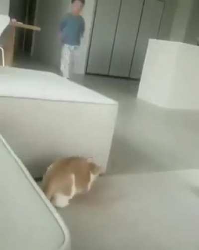This cat trying to scare the kid.