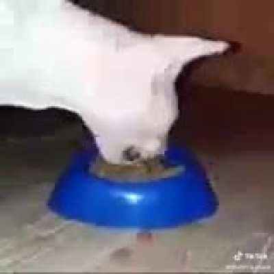 Nom Nom