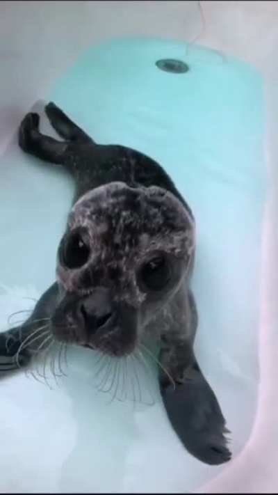 Baiji&rsquo;s first time in the bath at Seal Rescue Ireland (sound up for perhaps the cutest sounds ever!)