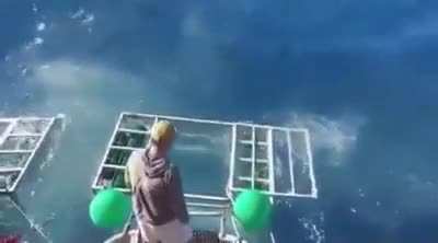 "No body in the cage?".. how could they not know that.