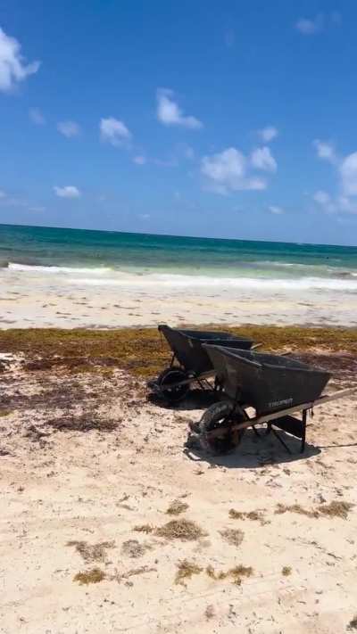 Tulum beach today playa paraiso (parque jaguar) @1:30pm