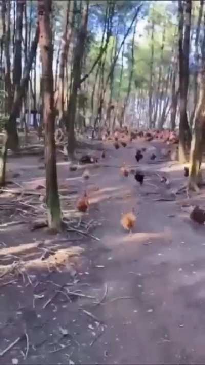куриный ажиотаж