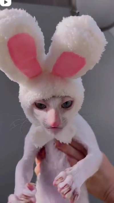 Con orejas de conejo todo se ve lindo.