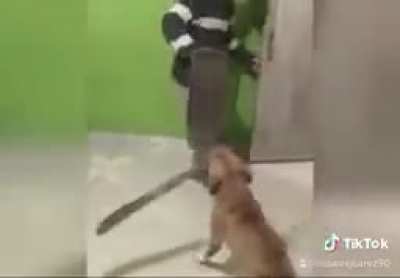"te dije pedigree hijo de tu puta madre, pedigree!"