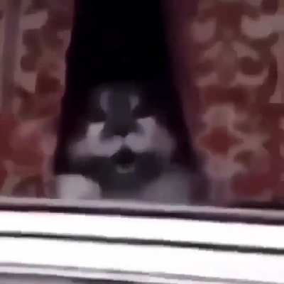 MeeeoooooAAAAAAAAAw