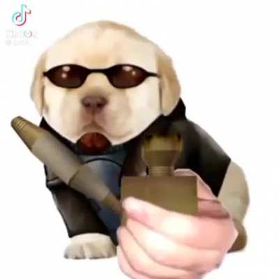 postal dog