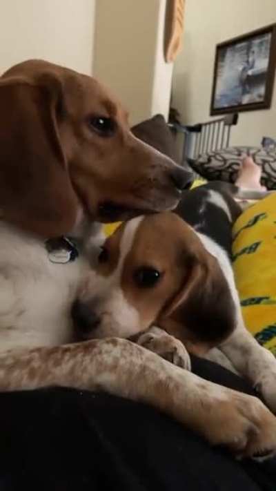 My beagles loving on each other 💙💕