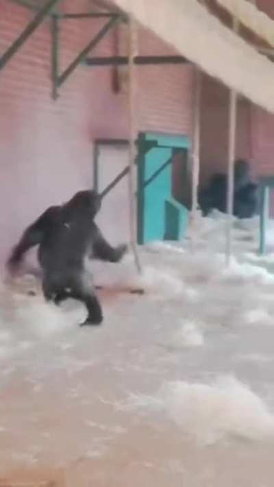 Monke dance