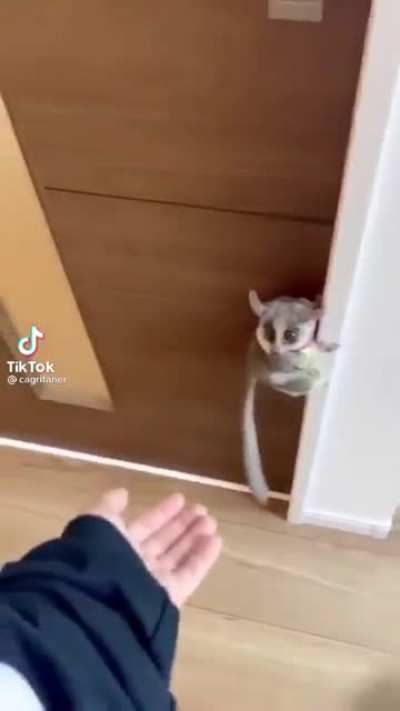 A very Cute lemur