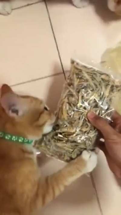 Thieving cat