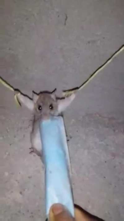 Se comio la mortadela😡😡😡