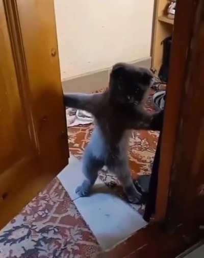 Cat.