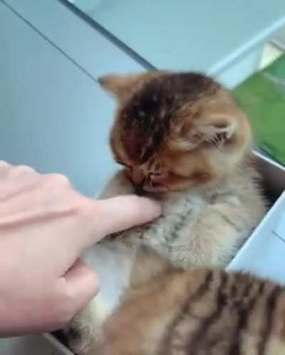Cute And Liquid