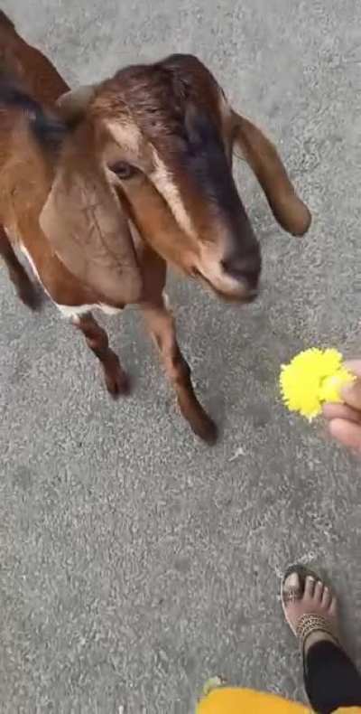 WU-HU !