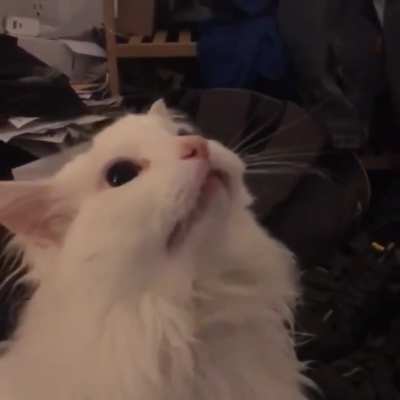 The shrimpin&rsquo; that started it all