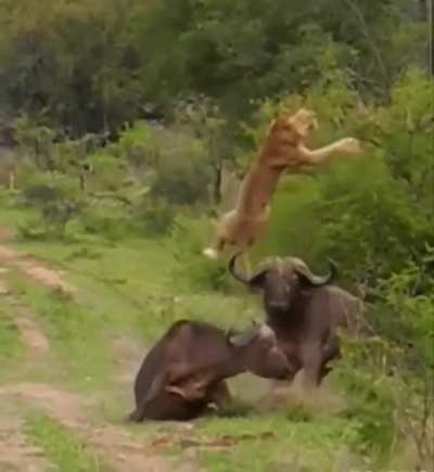 To eat a Buffalo