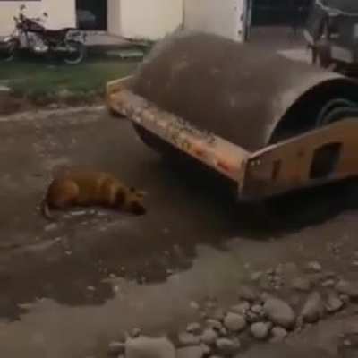 poor doggo...