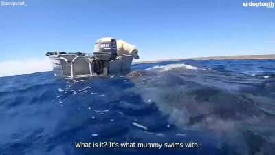 Labrador kisses friendly whale shark on nose