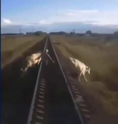 Farmer tries to move his cows but doesn&rsquo;t clear the tracks in time. Death.