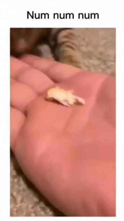 hungry kitten
